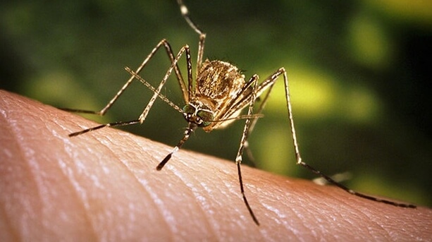 allergia-na-komarov