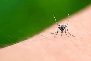 mosquito on human body