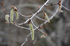 Birch buds
