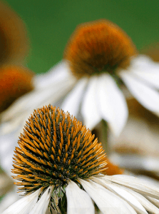 аллергия на цветы