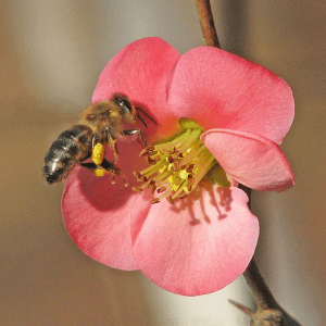 аллергия на цветение