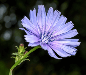 succession flower