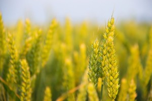 spikelets of wheat in the field