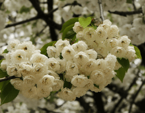 аллергия на цветение в мае