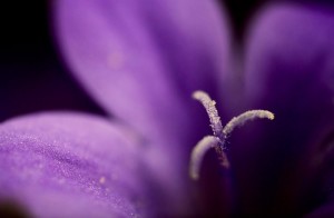 purple flower with pollen