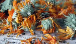 Цветки календулы