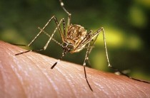 Аллергия в виде комариных укусов