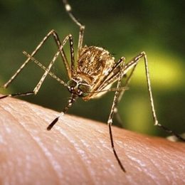 Аллергия в виде комариных укусов