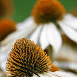 Как проявляется аллергия на цветение?
