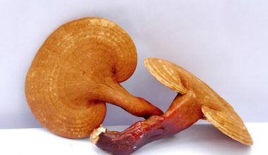 Природное средство от аллергии — гриб Рейши