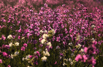 Препараты от аллергии на цветение