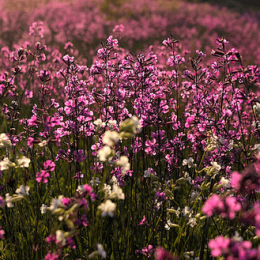 Как вылечить аллергию на цветение?