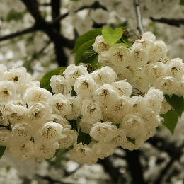 Allergy: flowering in May