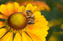 Аллергия на пыльцу: что делать