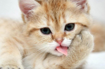Аллергия на слюну кошек